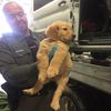 Puppy Emergency: Over 100 Perfect Puppies Rescued After Car Crash